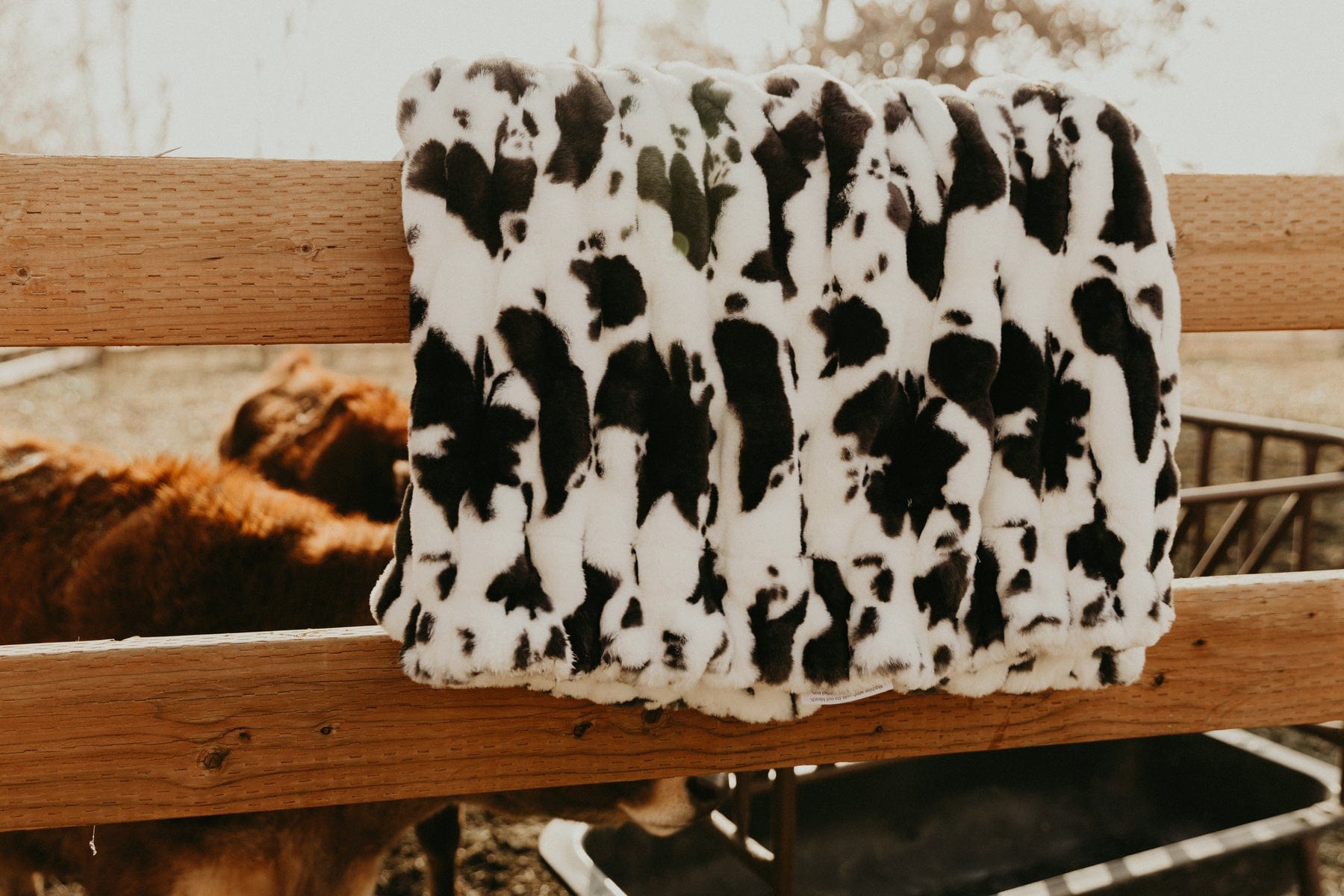 Hugs Black Cow Blanket